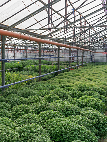 Turnkey Projects for home garden