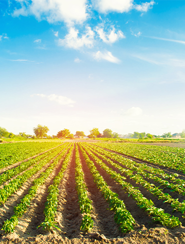 Consultancy for Natural from farming