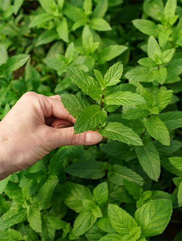Medicinal Plants