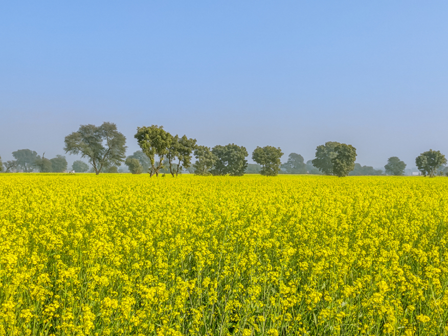The Benefits of Natural Farming for Sustainable Agriculture