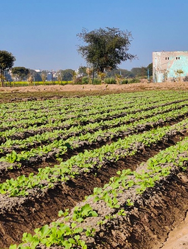 Fatehabad, Haryana