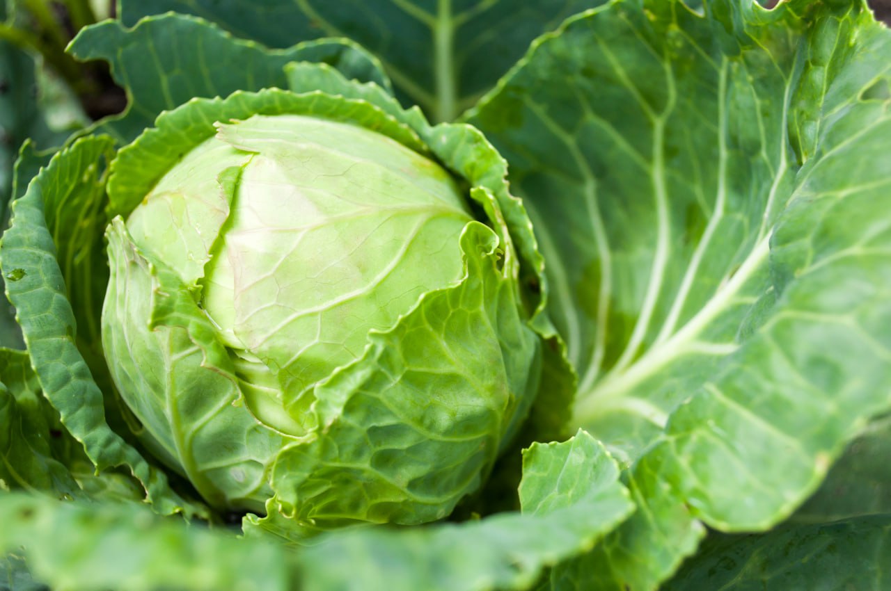 How to grow cabbage in farm