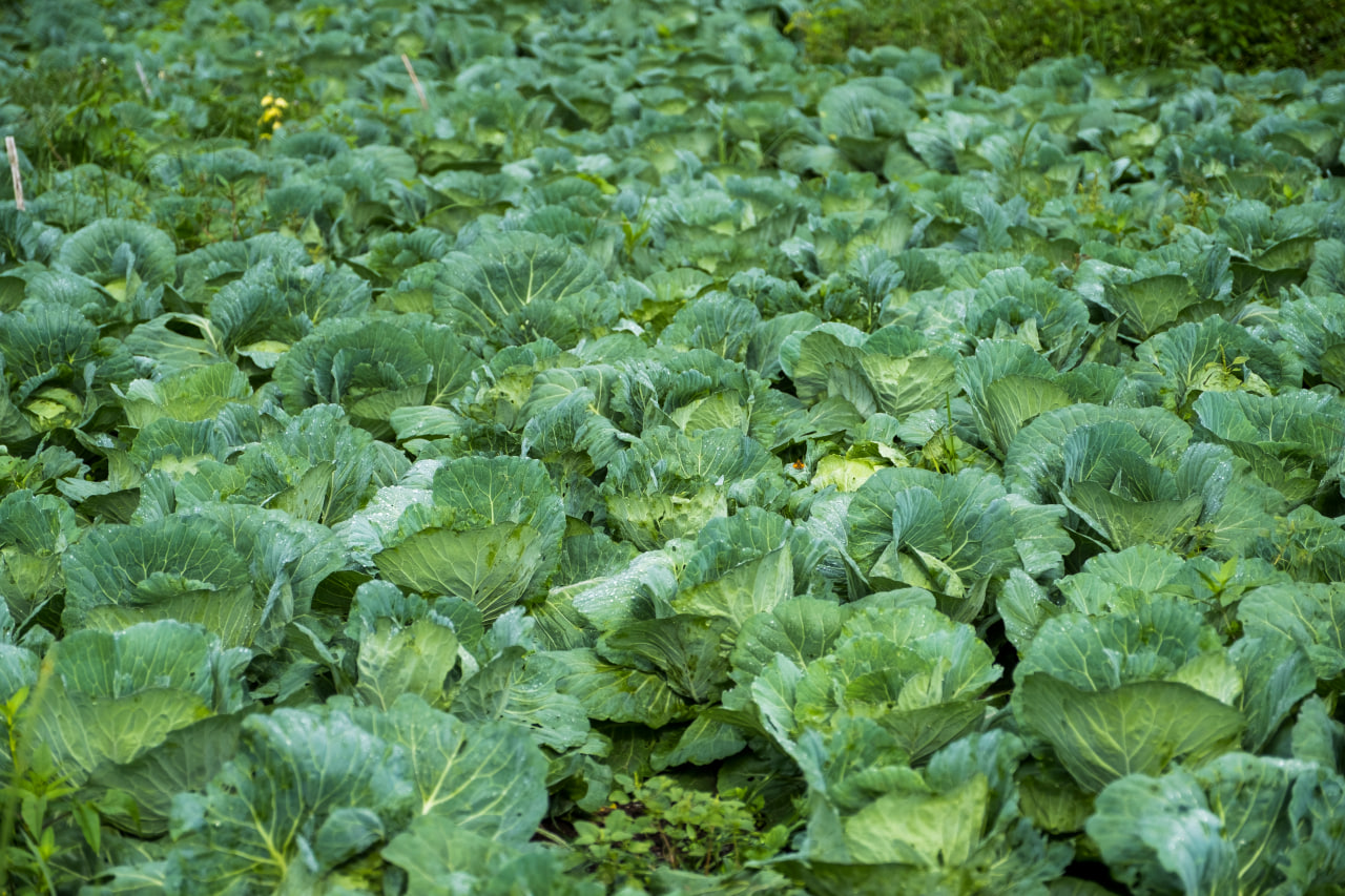 Growing Cabbage naturally in the farm