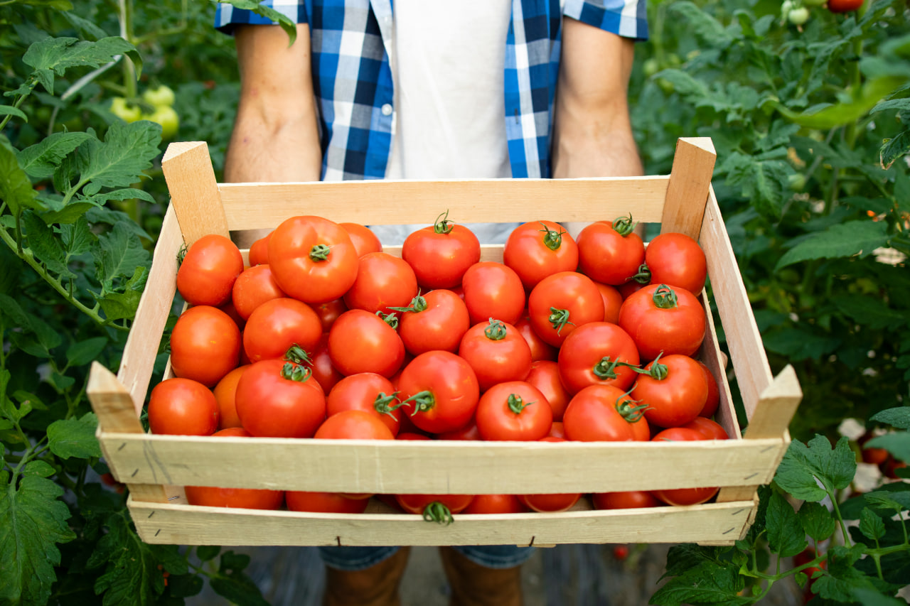 Farm Fresh Tomatoes by TFL Farms