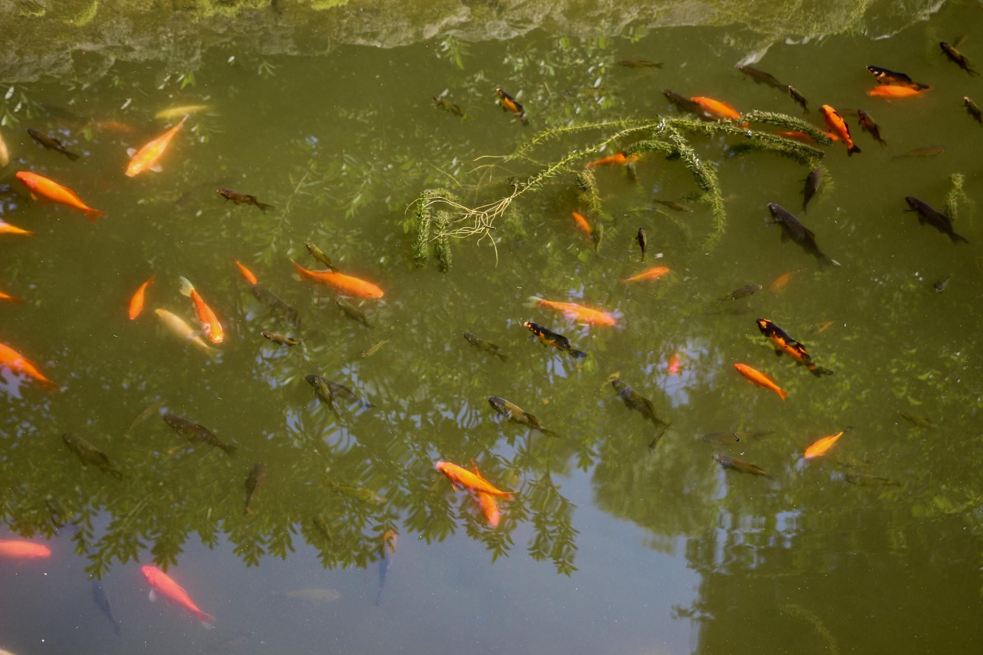 Variety of fishes at TFL Farm