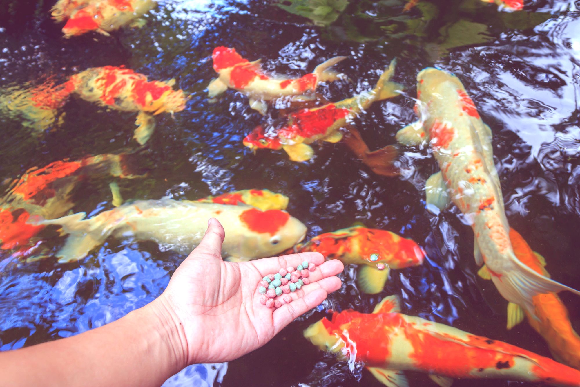 Activities at Fish ponds of TFL Farms