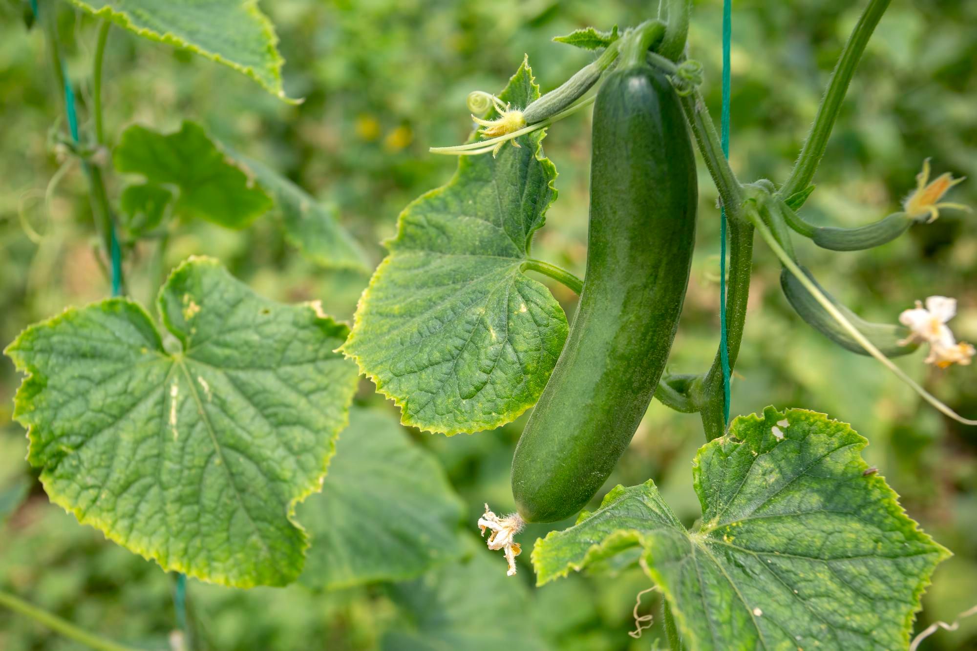 TFL Tori – Discover the Unique Ridge Gourd